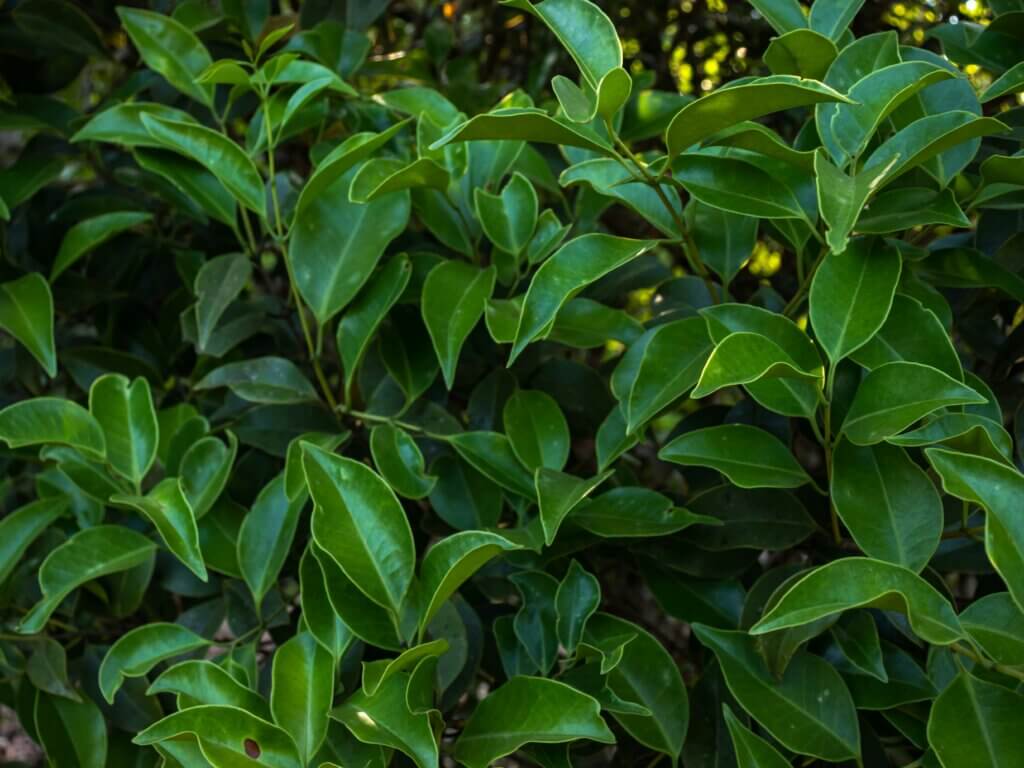 dense green leaves of a shrub with smooth edges and pointed tips in natural light