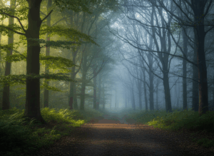 Foggy forest path with sunlight filtering through green and bare trees on either side