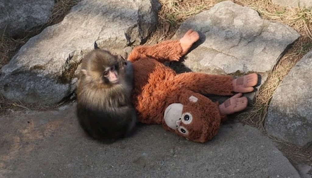 Baby monkey sitting next to a large orange stuffed monkey toy on rocky ground outdoors