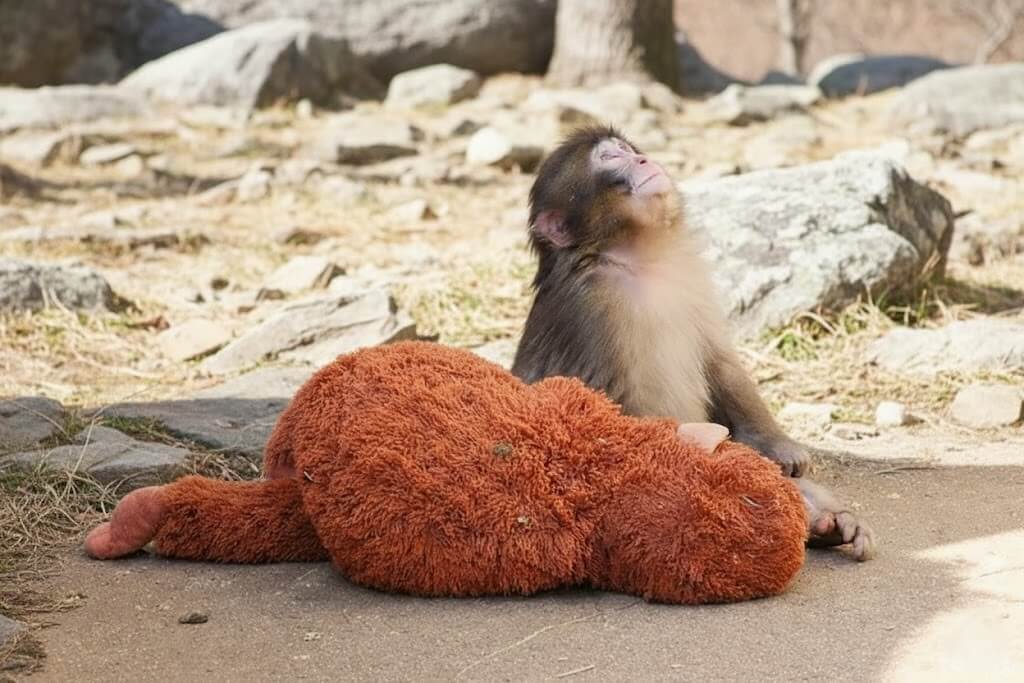 Young monkey sitting on the ground next to a large brown stuffed animal outdoors among rocks.