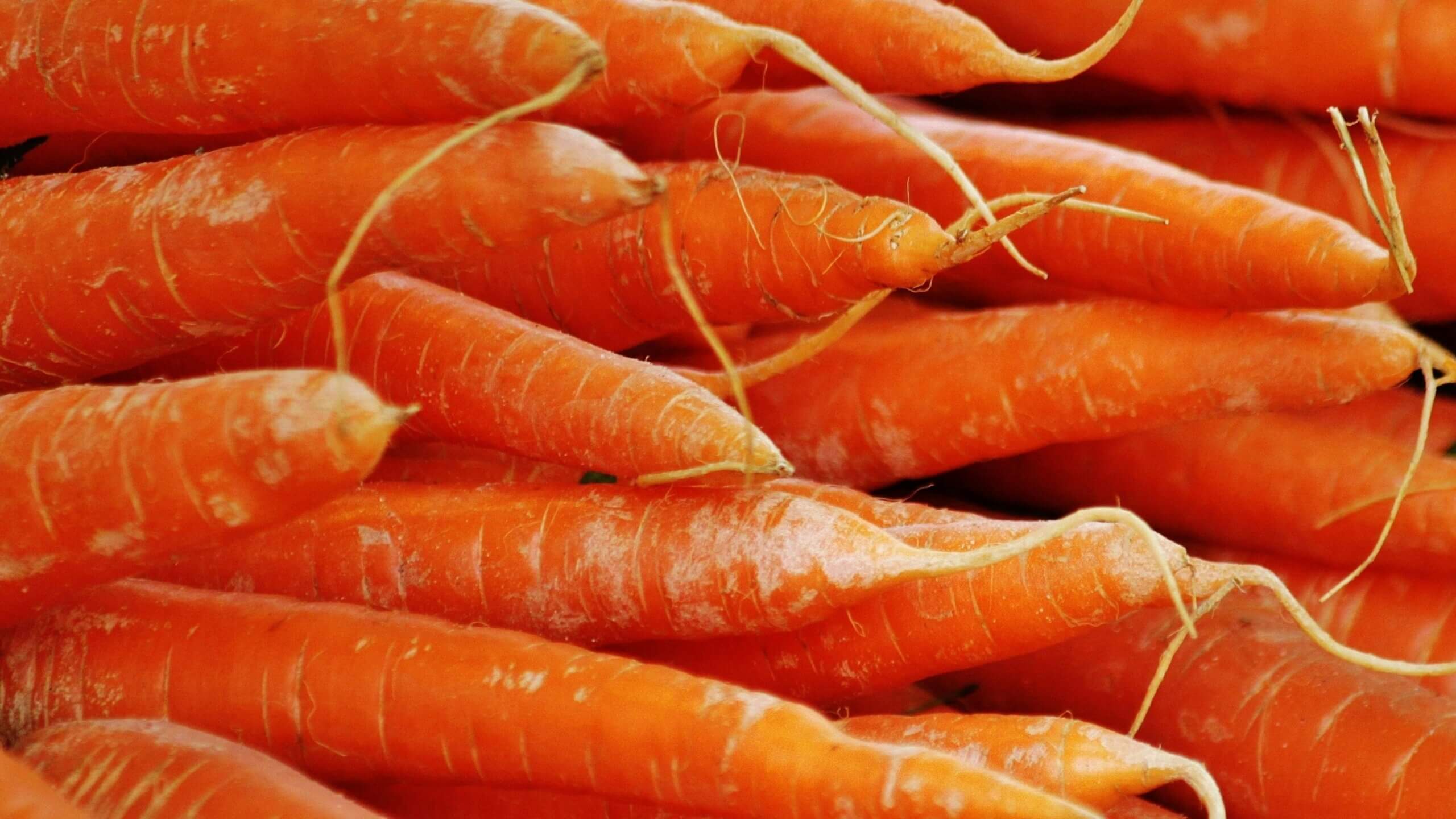 Close-up of fresh orange carrots with roots attached stacked together