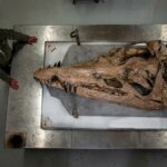 Man standing next to a large fossilized dinosaur skull on a metal table in a lab setting