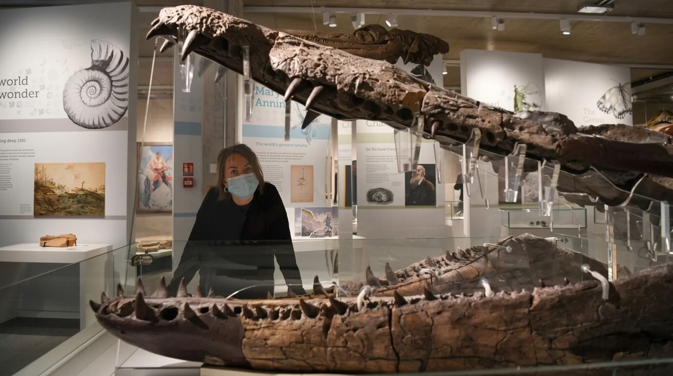 Woman wearing a mask looking at a large fossilized crocodile skull in a museum exhibit.