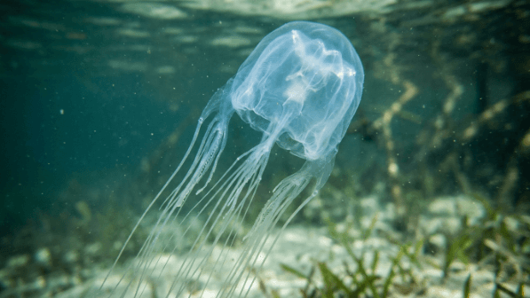 Transparent jellyfish floating underwater near seagrass.
