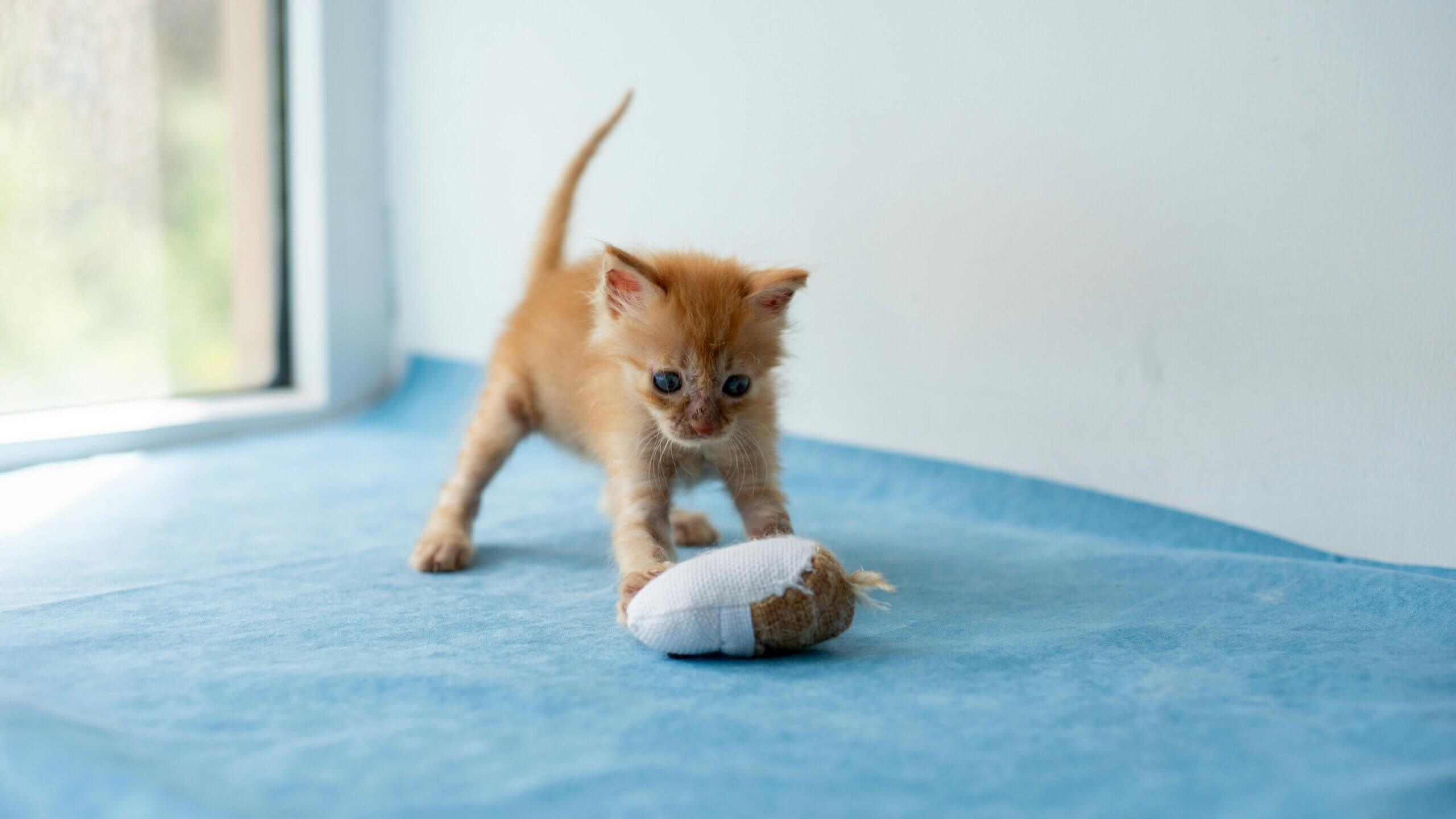 Orange kitten playing with a small fabric toy on a blue surface near a window