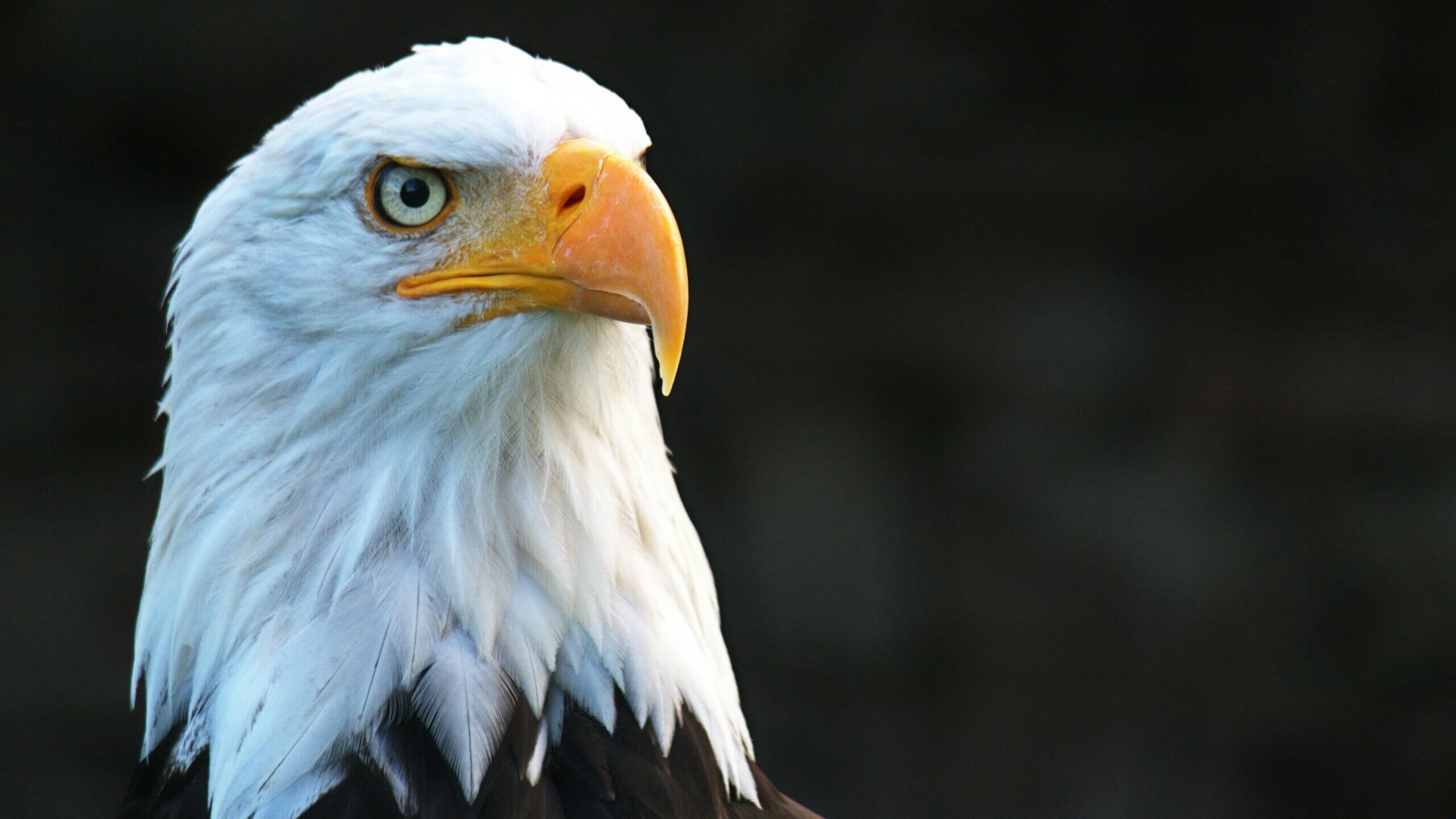 Close-up of a bald eagle head with white feathers and a yellow beak against a dark background