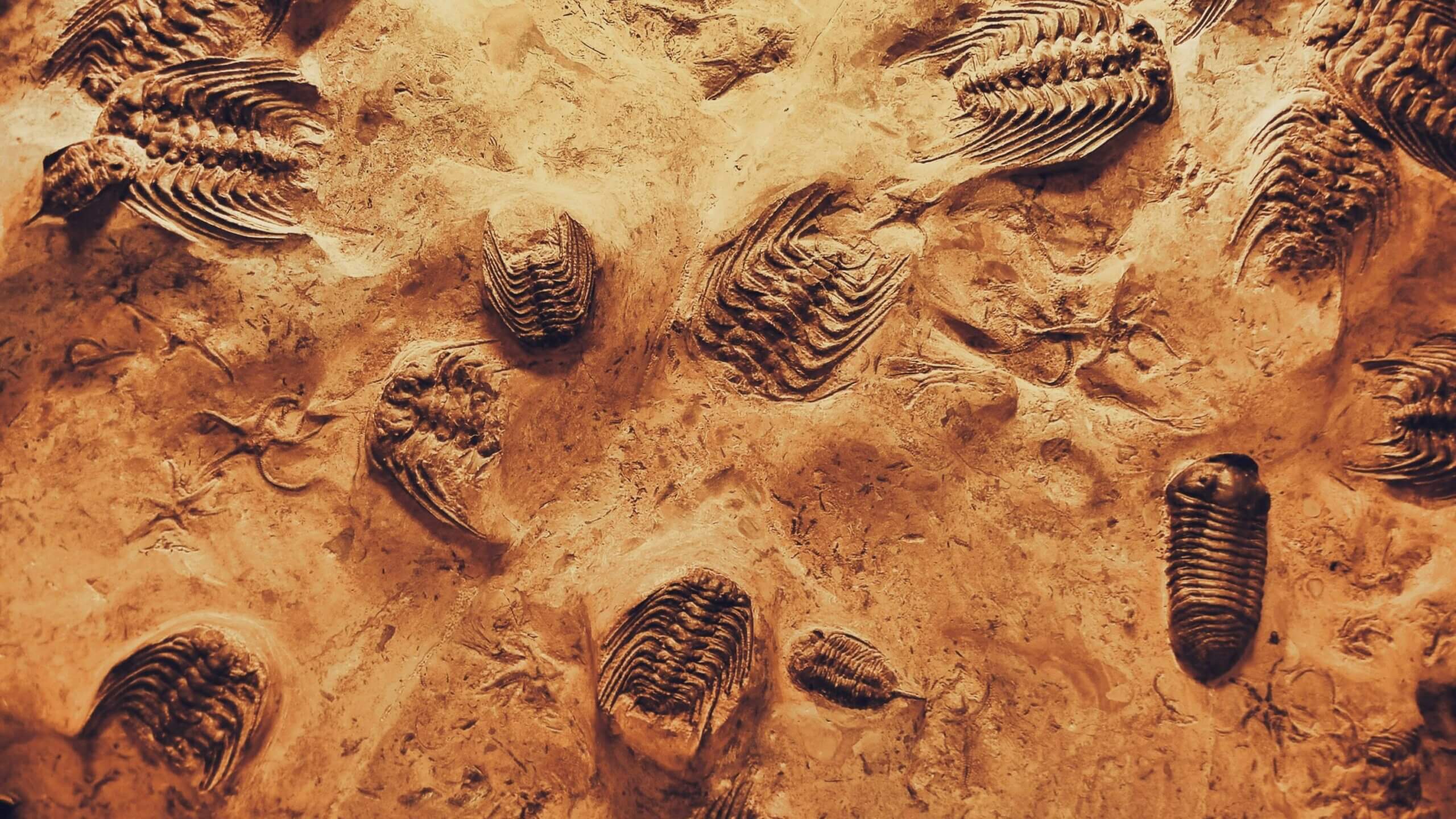 Fossilized trilobites embedded in sedimentary rock.