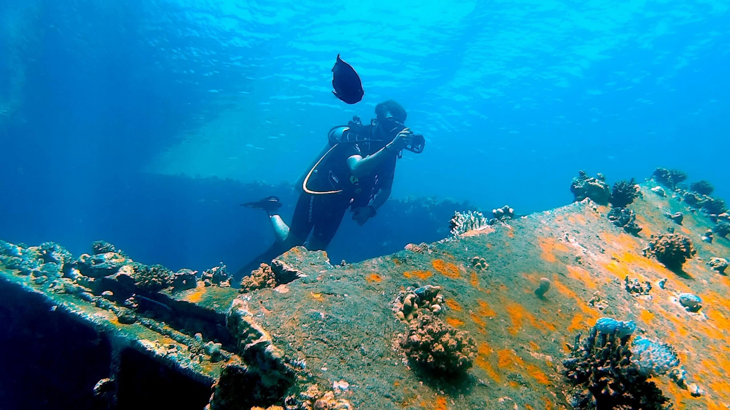 Scuba diver photographing coral-covered shipwreck underwater with a black fish nearby.
