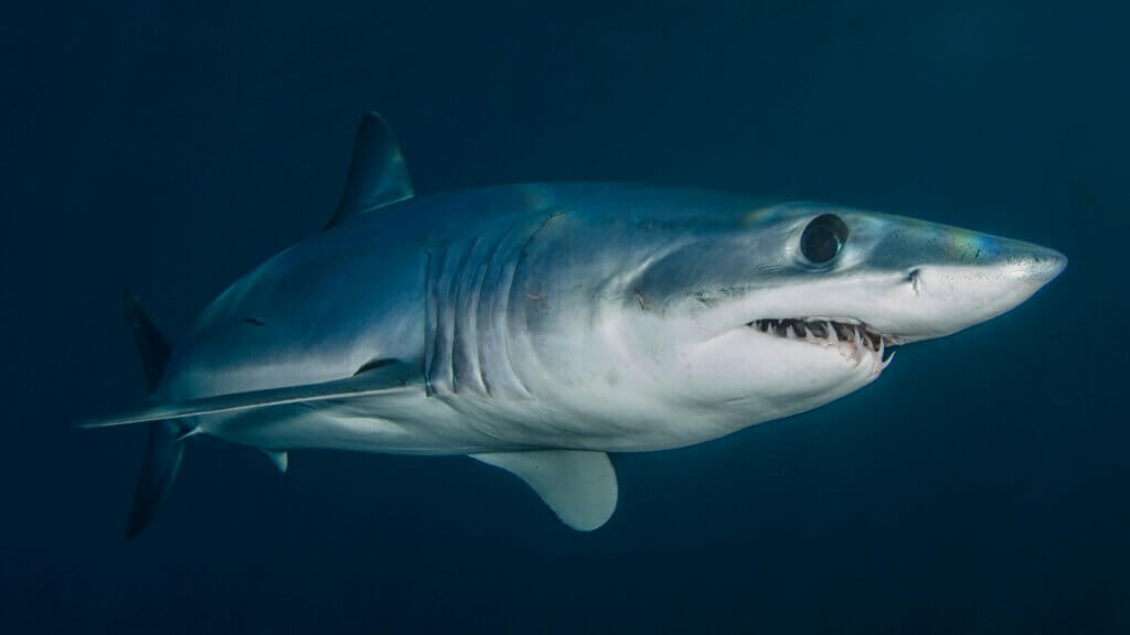Blue shark swimming in deep ocean with visible sharp teeth and gills