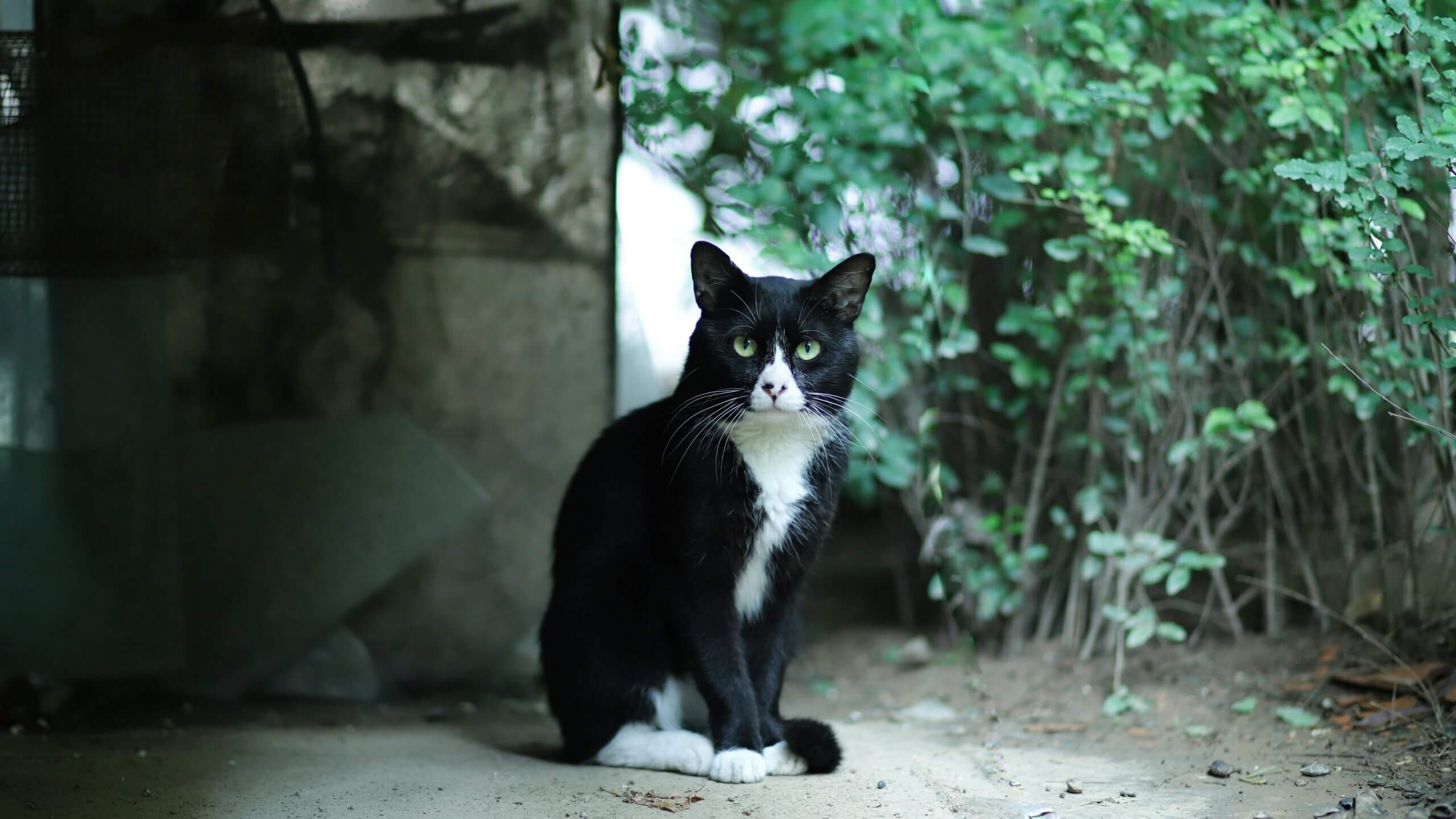 Black and white cat sitting on the ground near green bushes and a concrete wall.