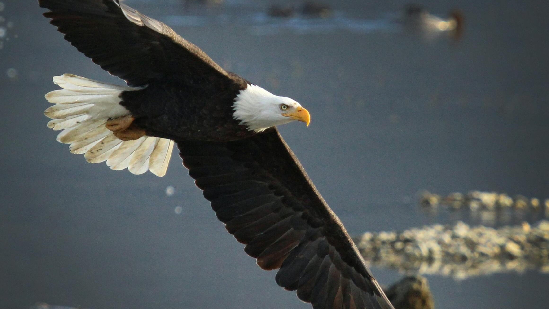 Bald eagle soaring with wings spread over a blurred water background.