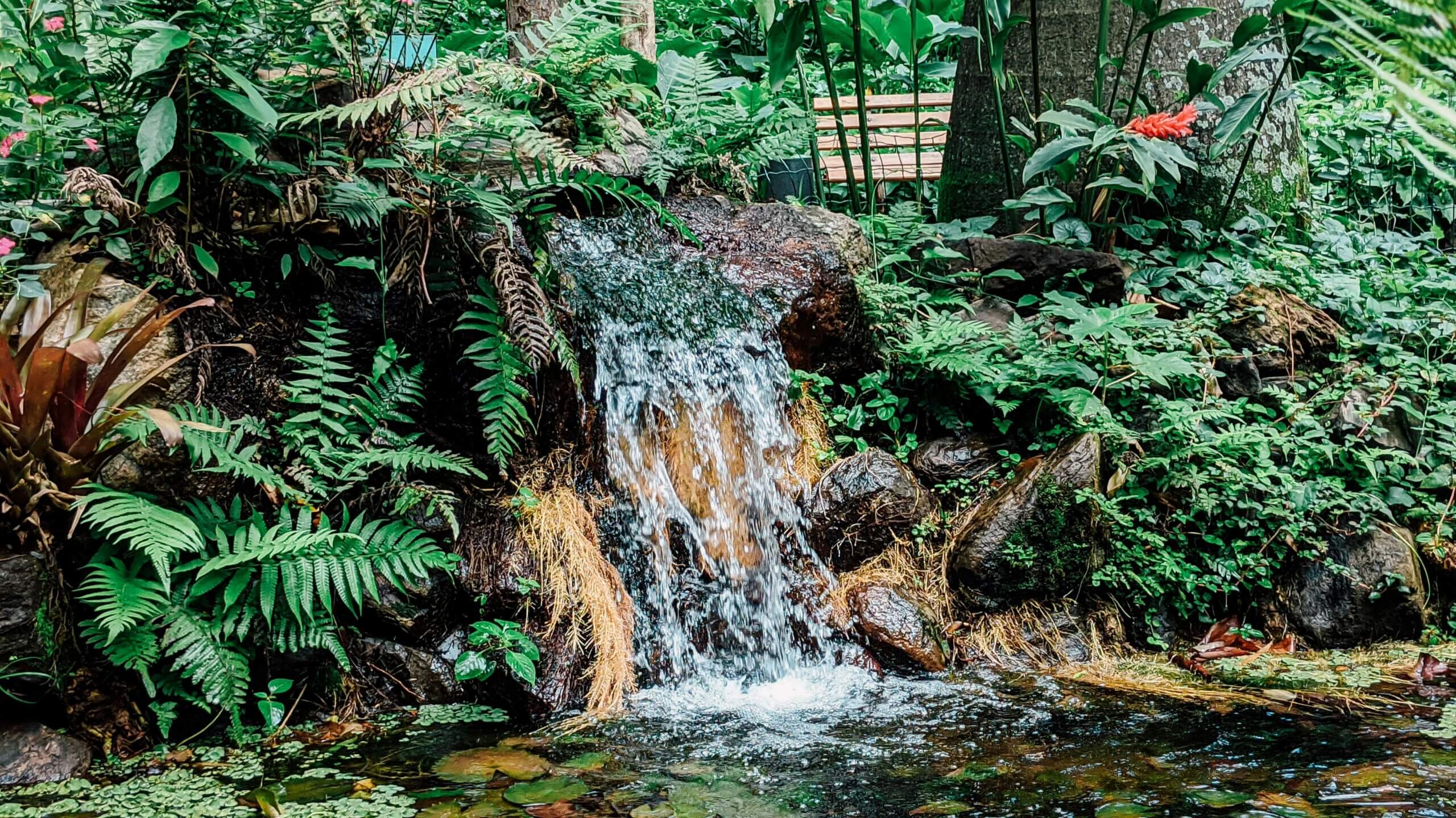Small waterfall flowing over rocks surrounded by lush green ferns and plants in a garden setting