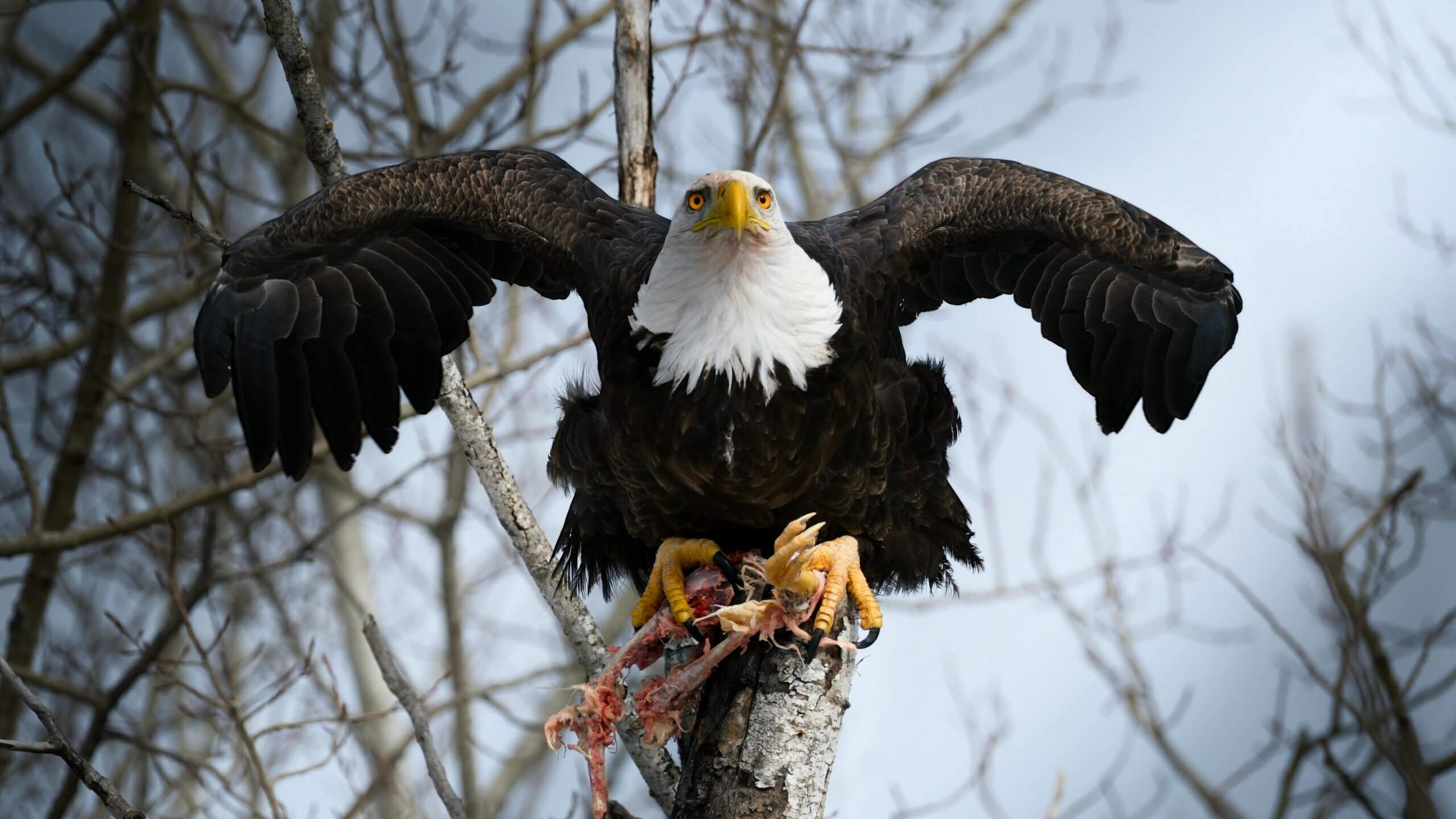 Bald eagle with wings spread perched on a tree branch holding prey remains in its talons.