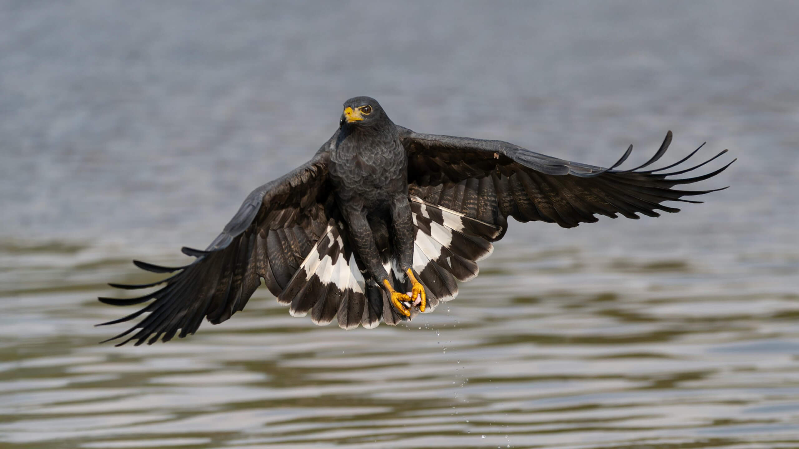 Black hawk with yellow beak and talons flying low over water with wings spread wide