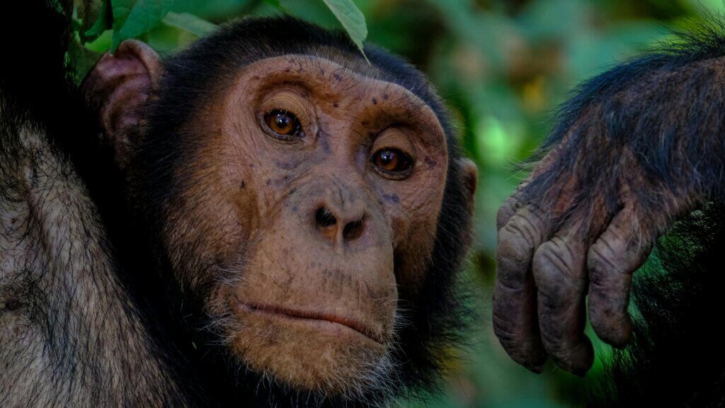 Close-up of a chimpanzee's face and hand against a blurred green forest background.