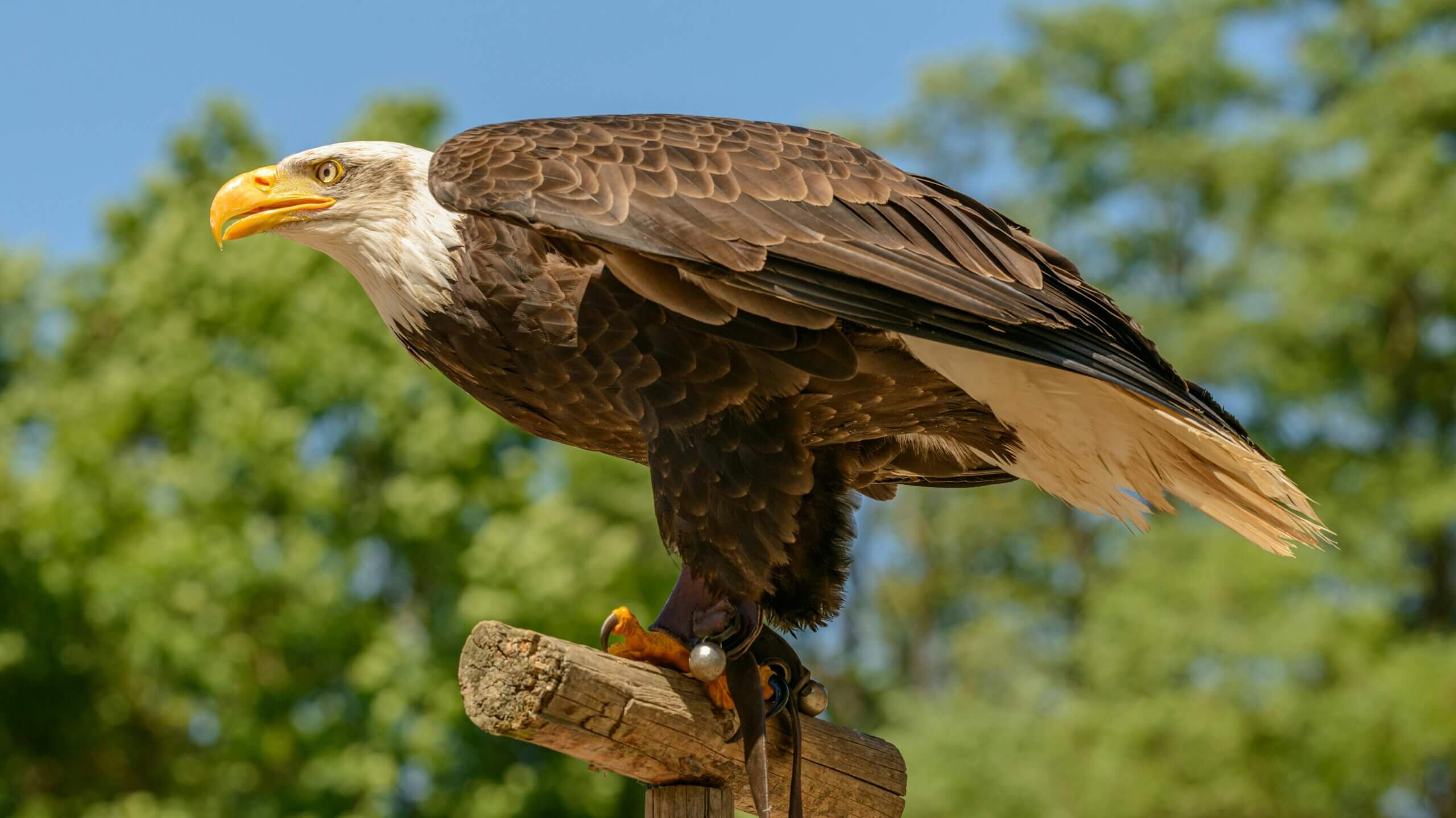 Bald eagle perched on a wooden post with jesses and bells against a blurred green background