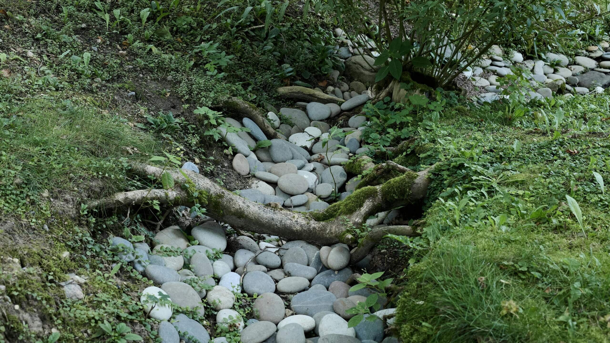 Dry creek bed with smooth gray stones, green plants, and a moss-covered fallen tree branch.