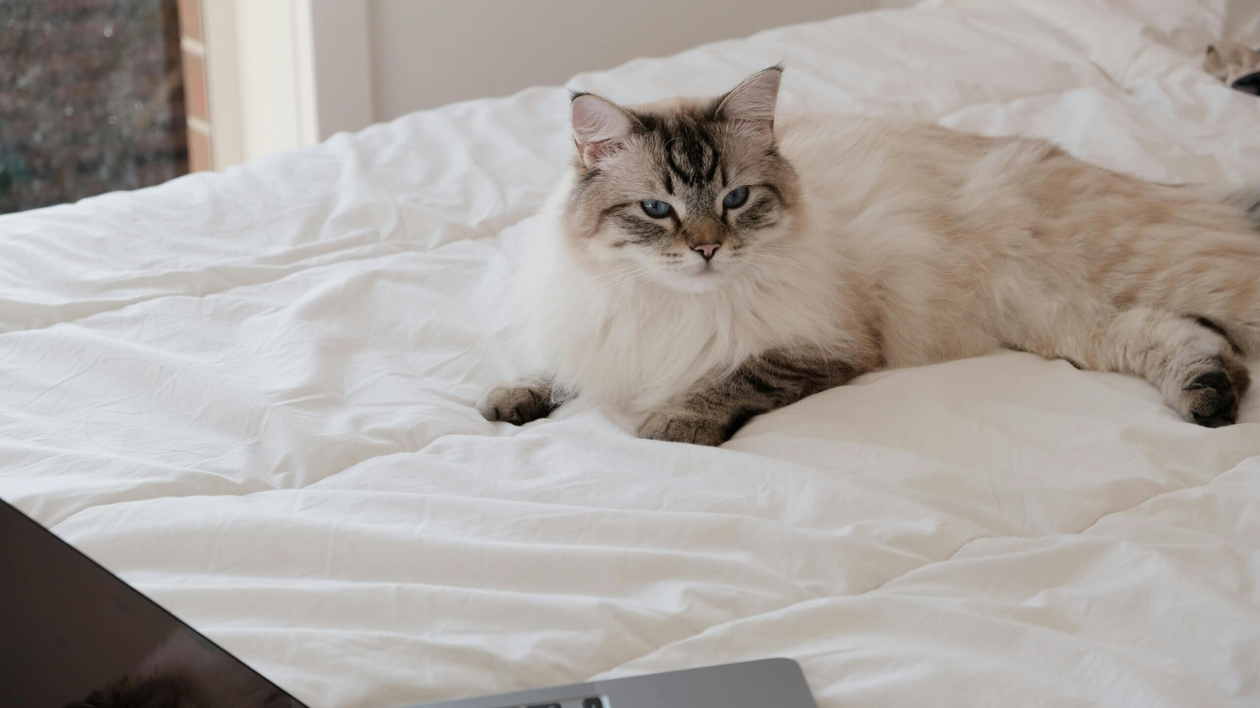 Fluffy Siamese cat with blue eyes lying on a white bed near a laptop.