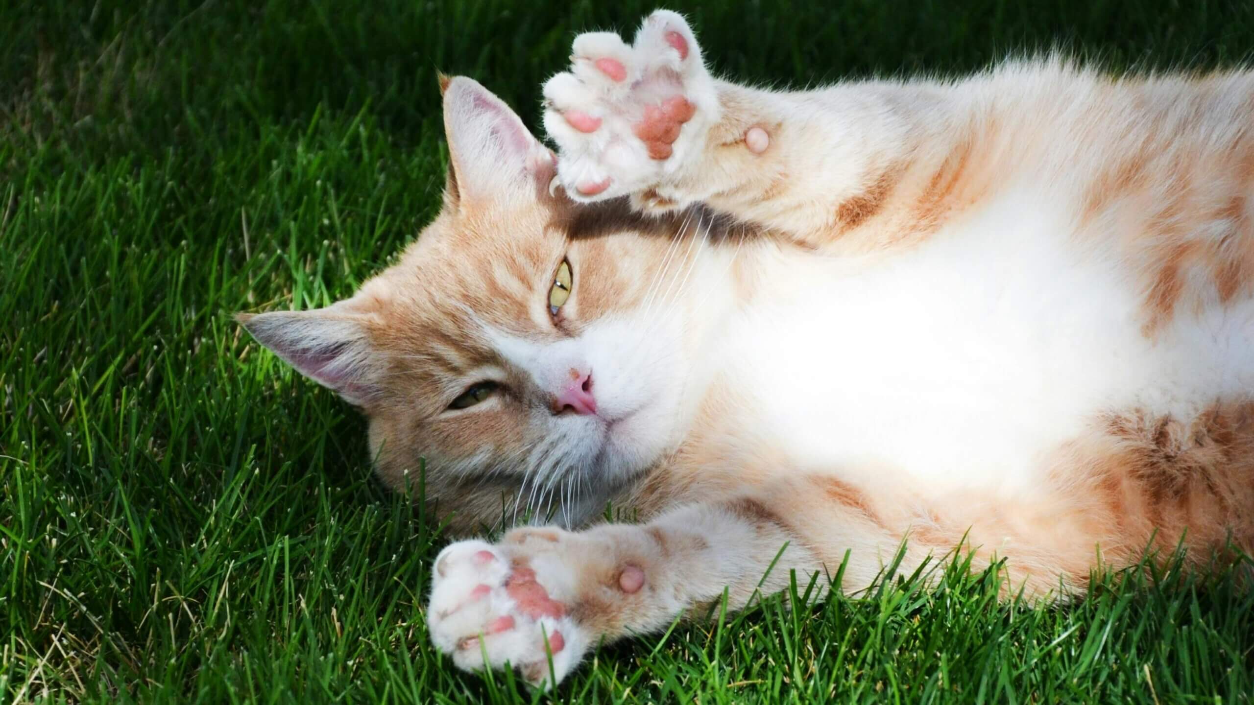 Orange and white cat lying on grass with paws raised toward the camera
