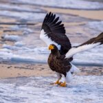 Steller's sea eagle with wings spread standing on ice near water.