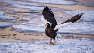 Steller's sea eagle with wings spread standing on ice near water.