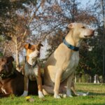 Three dogs sitting and lying on grass in a park with trees in the background