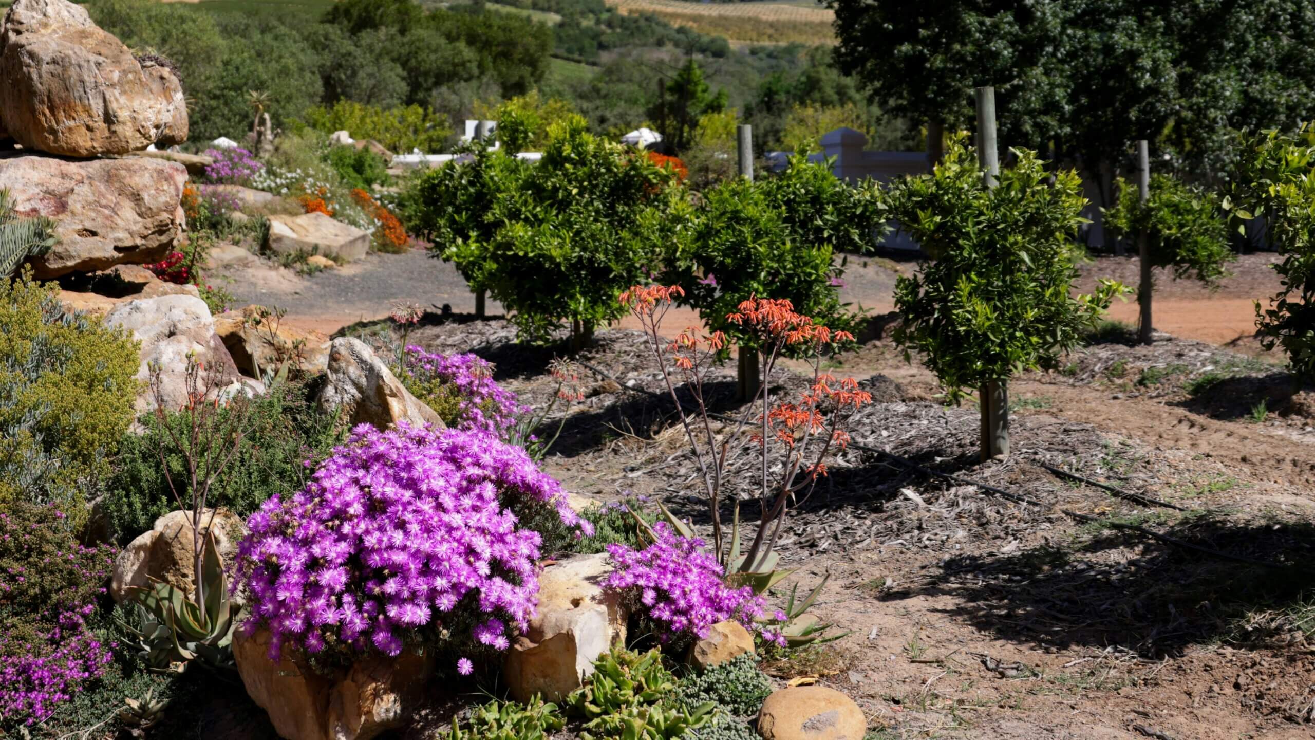 Purple ice plant flowers blooming among rocks in a sunny garden with small trees and shrubs.