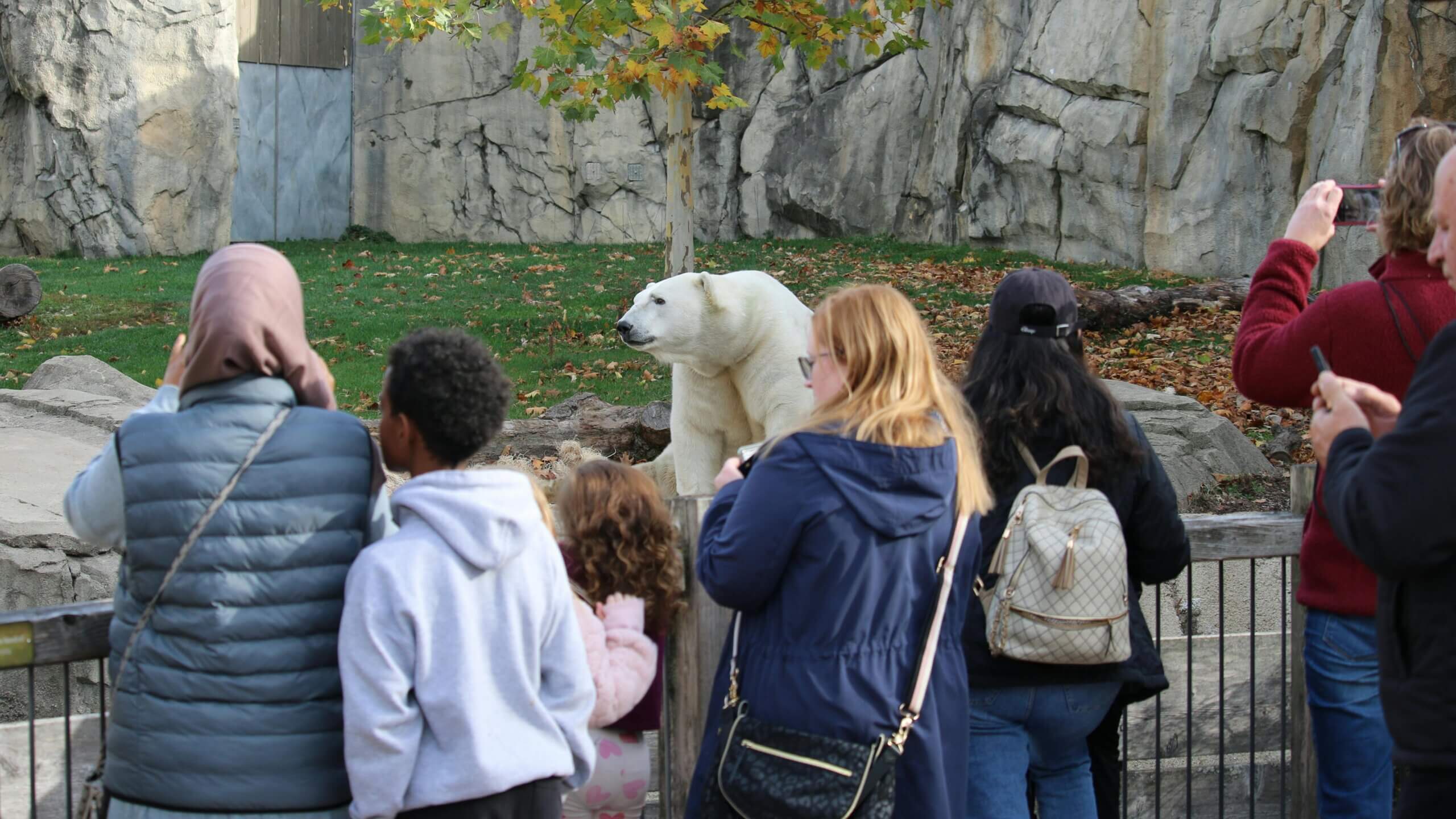 Visitors watching and photographing a polar bear in a zoo enclosure with rocky background and autumn leaves.