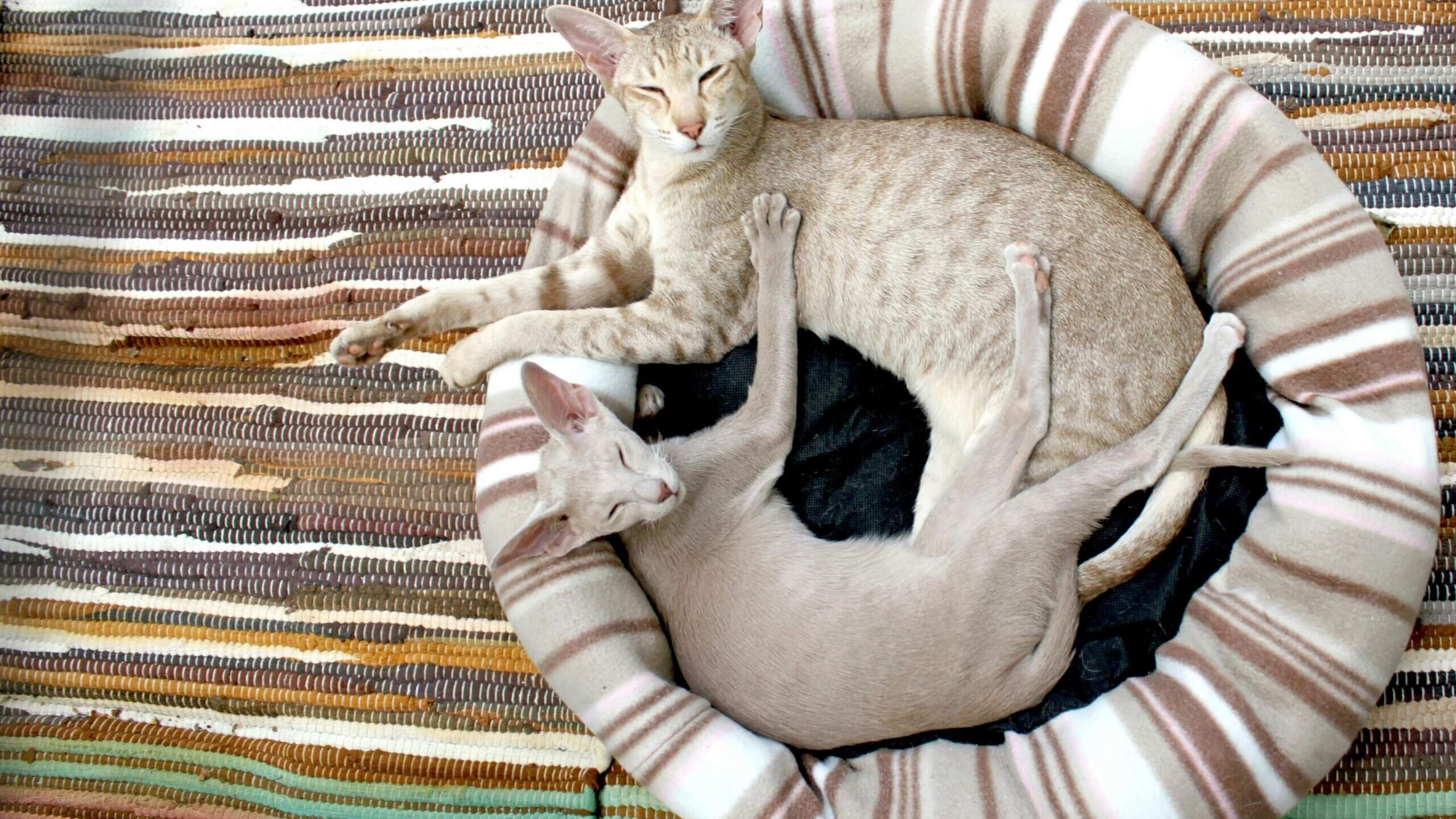 Two Oriental cats resting together in a striped round pet bed on a woven rug.