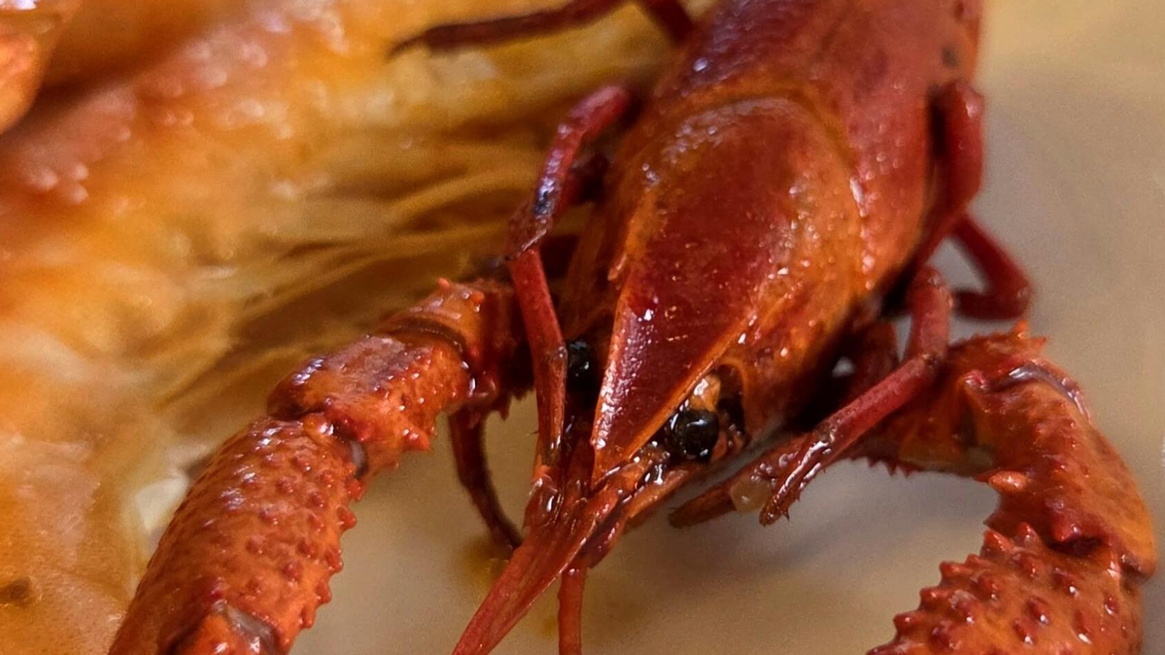 Close-up of a cooked red crawfish with visible claws and eyes on a light surface