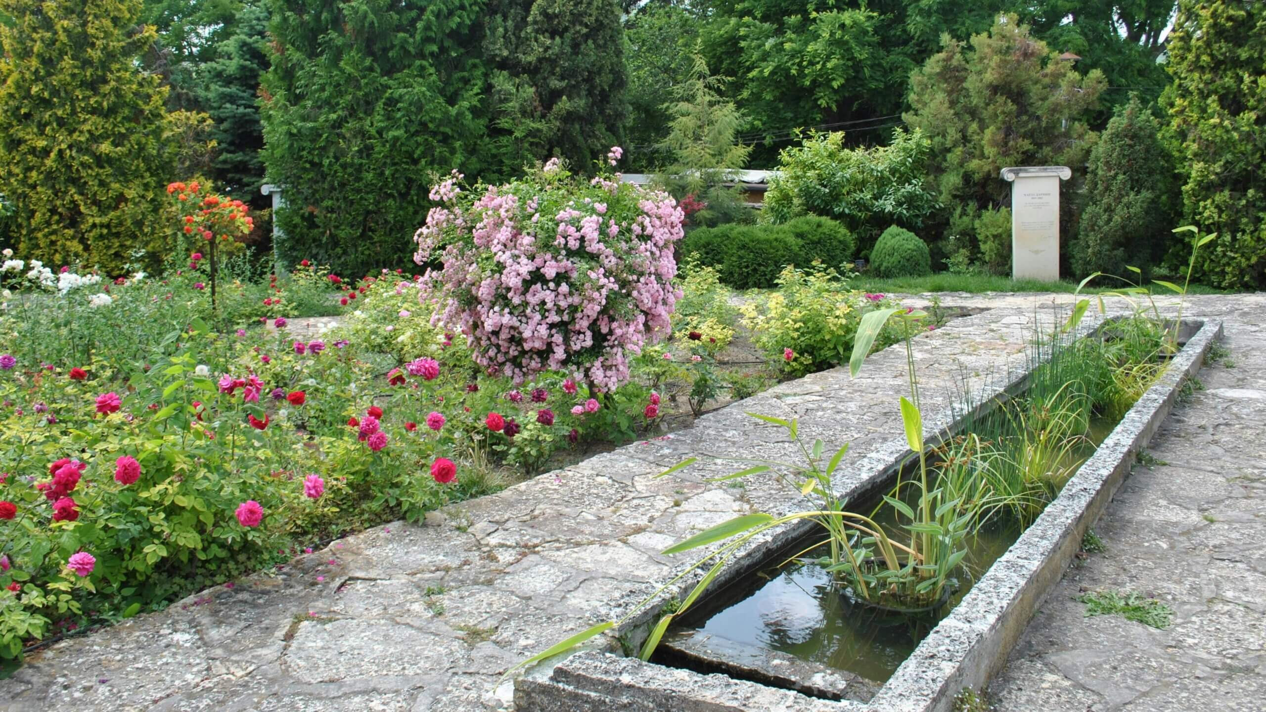 Stone pathway with a narrow water channel and blooming pink and red rose bushes in a garden surrounded by green trees