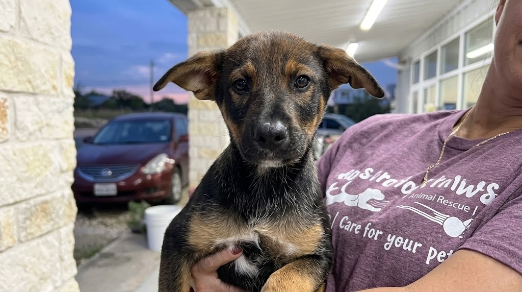 Person holding a young black and brown puppy outside near a stone wall and parked car at dusk