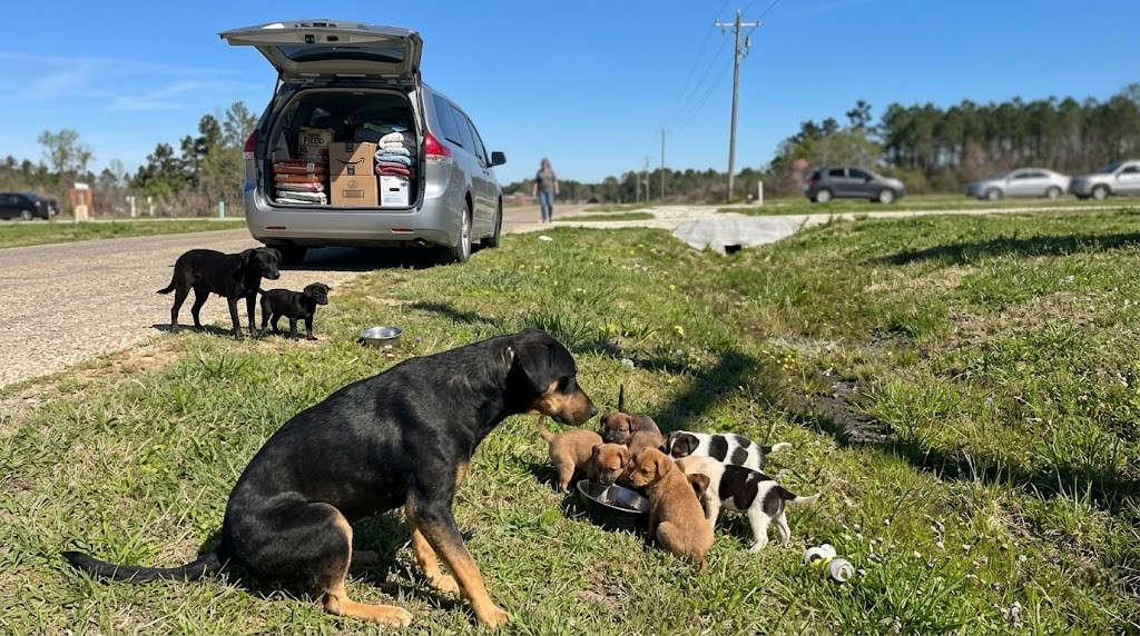 Adult dog watching puppies drink water near a parked minivan loaded with supplies on a roadside grassy area