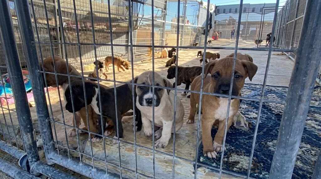 Several puppies standing and sitting inside a fenced outdoor kennel with a blue patterned rug.