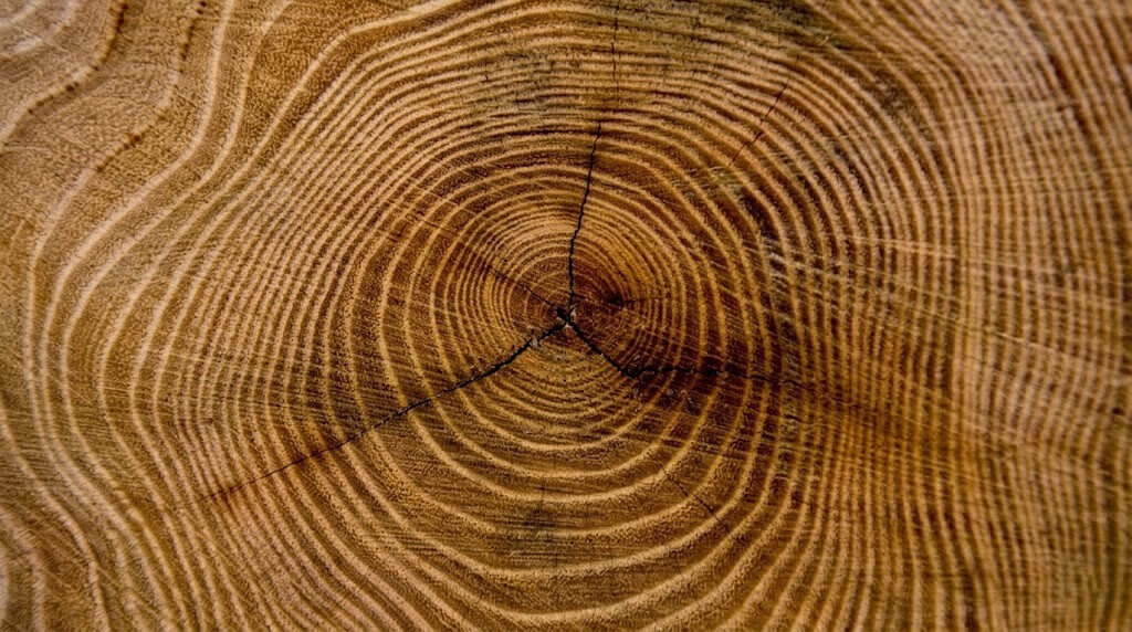 Close-up of tree rings and cracks on a wooden log cross-section showing growth patterns.