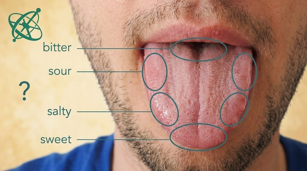 Diagram showing taste zones on a tongue labeled bitter, sour, salty, and sweet areas.
