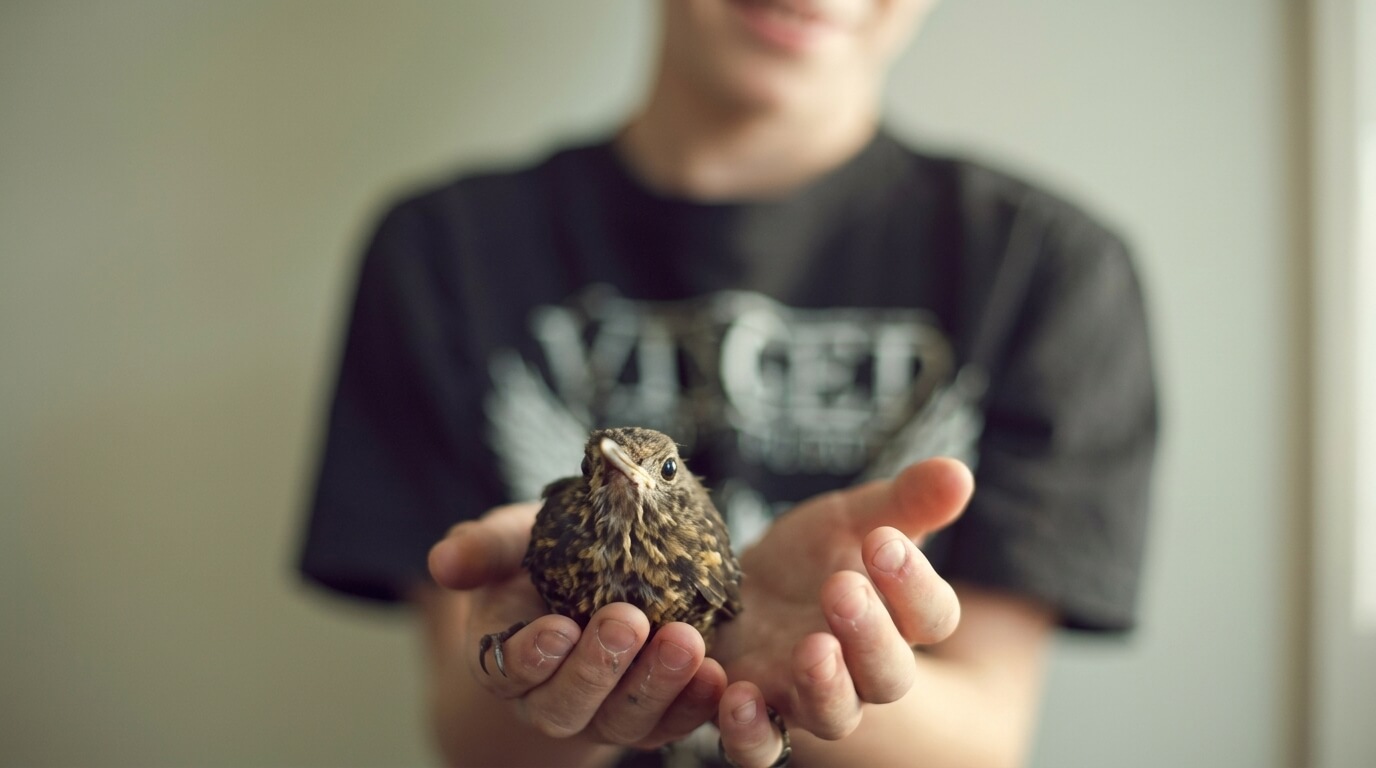 Person holding a small brown bird gently in their hands against a blurred background