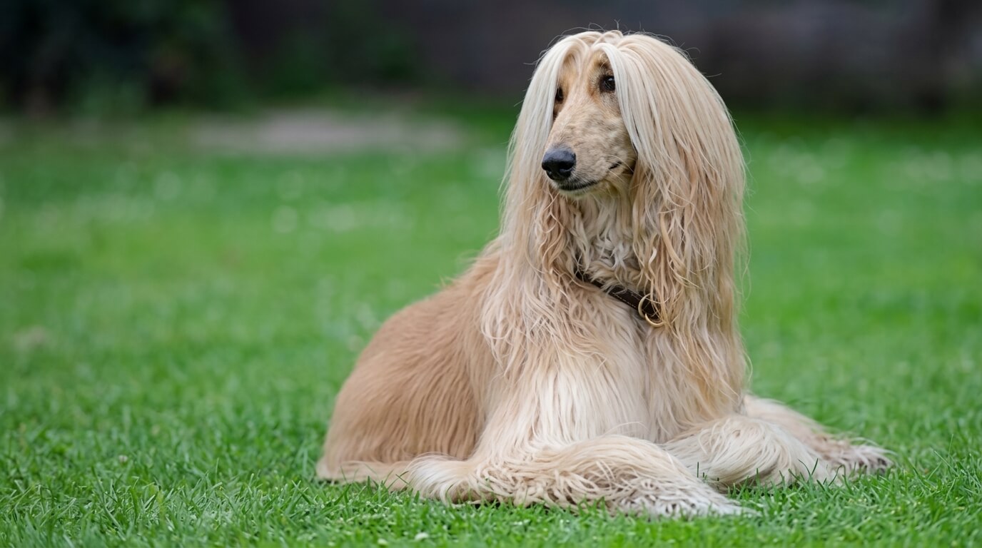 Afghan Hound dog with long silky coat lying on green grass outdoors