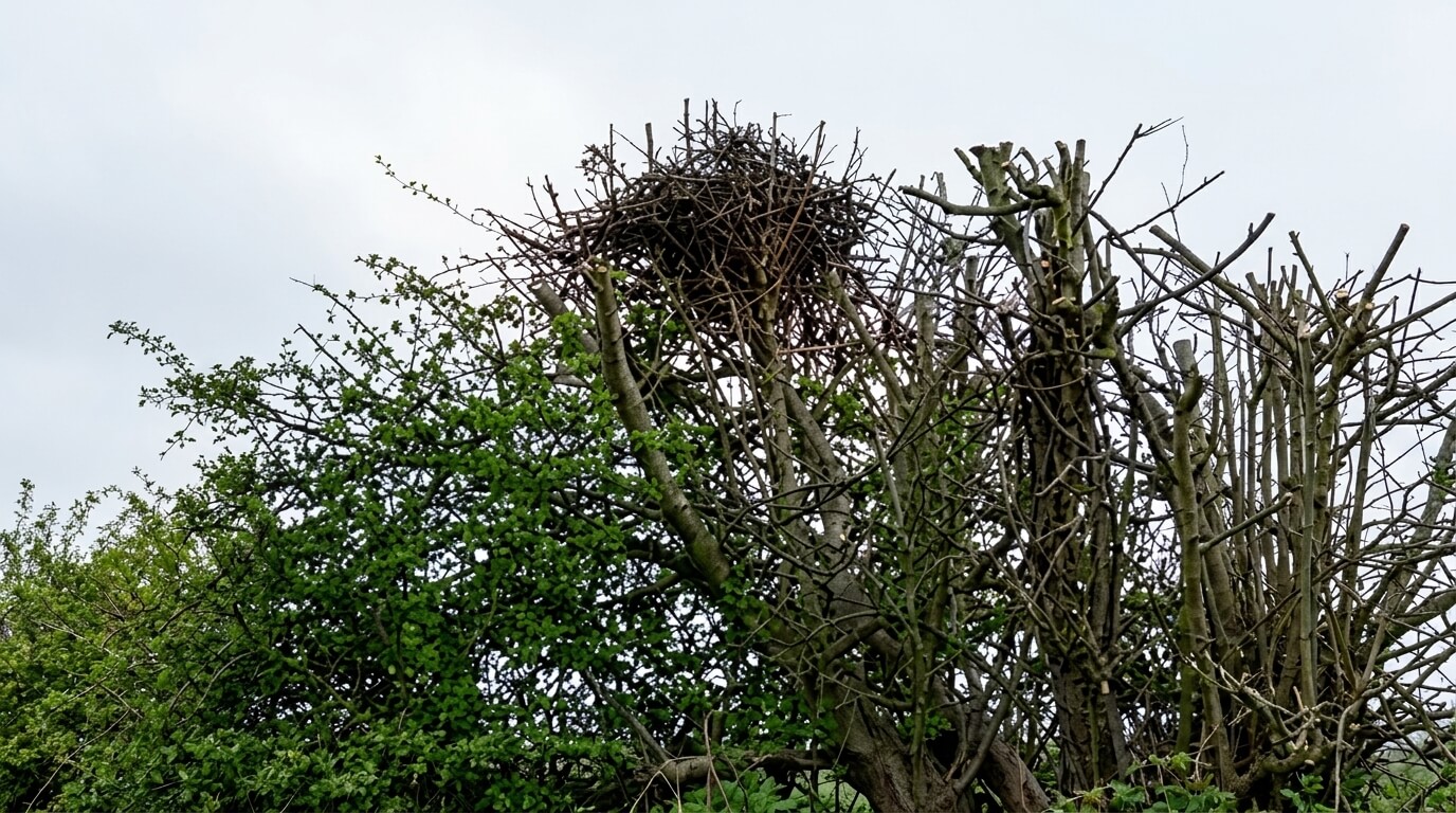 Large bird nest made of sticks atop a partially leafed tree against a cloudy sky