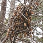 Swarm of bees clustered on a tree branch surrounded by dry leaves and bare branches.