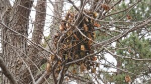 Swarm of bees clustered on a tree branch surrounded by dry leaves and bare branches.