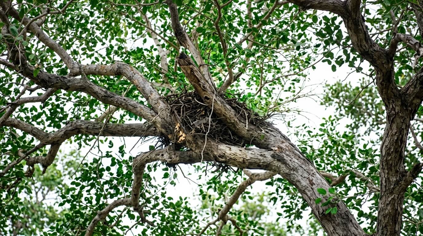 Bird nest made of twigs on a leafy tree branch against a bright sky background