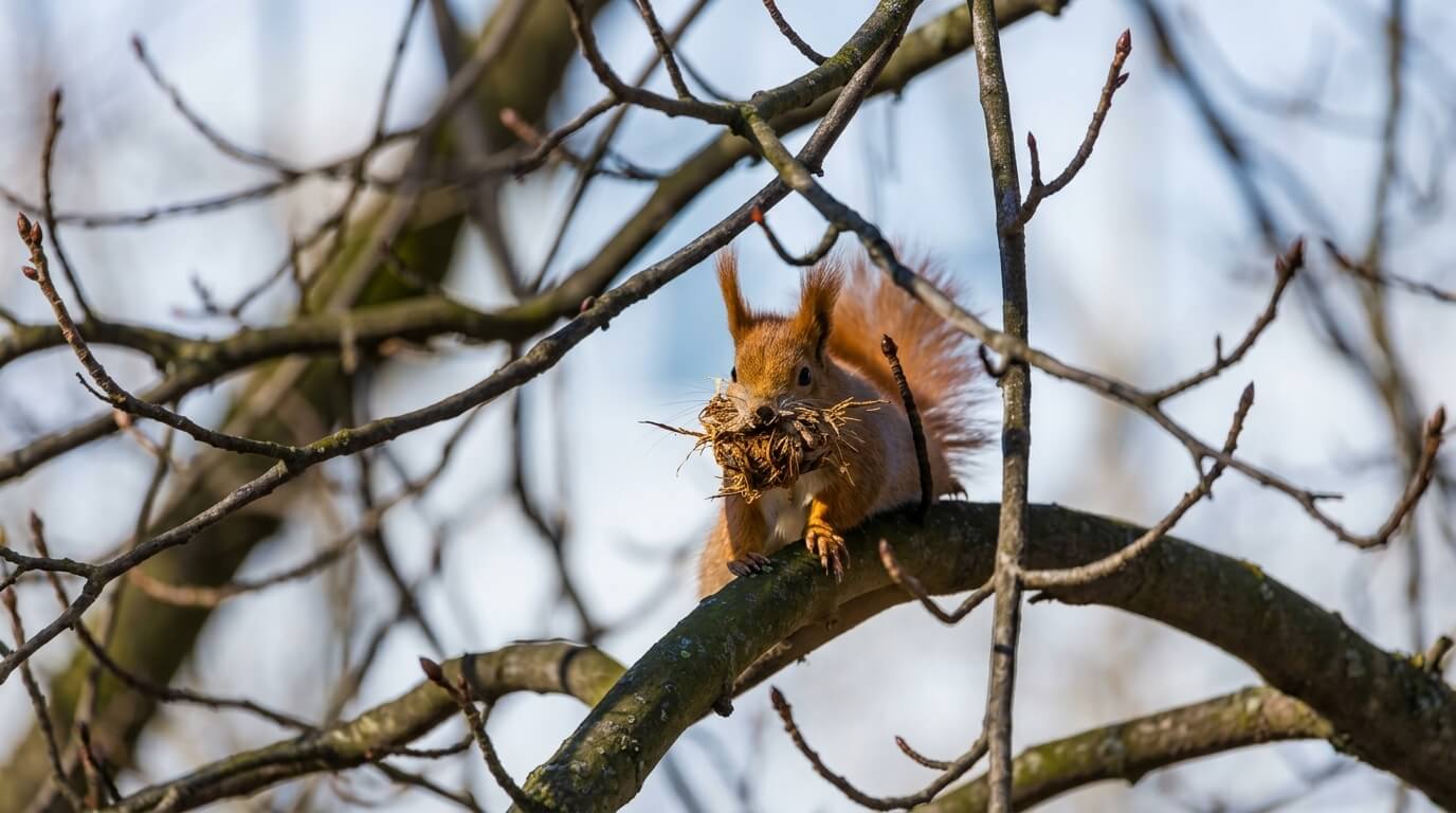 Red squirrel on a tree branch carrying nesting material in its mouth.