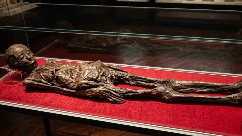 Mummified human remains displayed in a glass case on a red cloth in a museum setting.