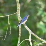 Eastern bluebird perched on a tree branch with green foliage background