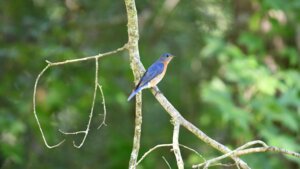 Eastern bluebird perched on a tree branch with green foliage background