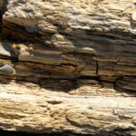 close-up of weathered driftwood with two small smooth gray stones nestled in crevices