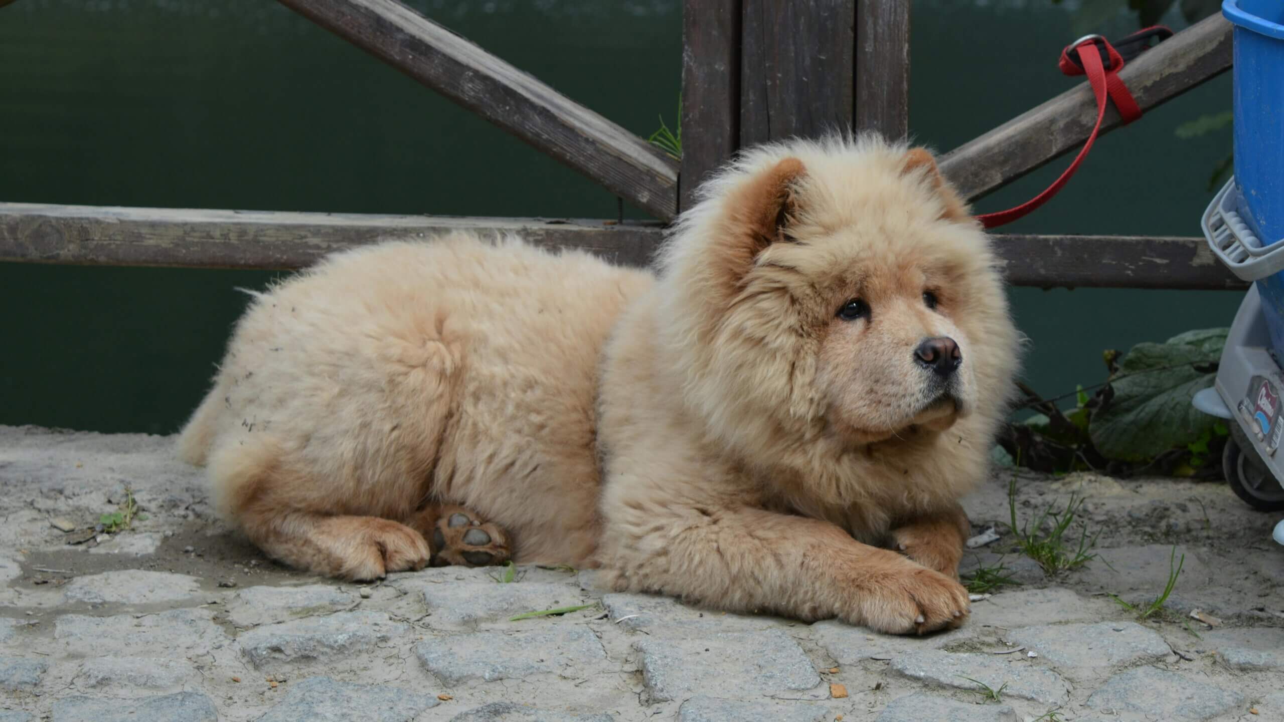 Fluffy light brown Chow Chow dog lying on a stone pavement near a wooden fence and a blue bucket.