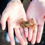 Small brown crab held in two open hands against a blurred outdoor background