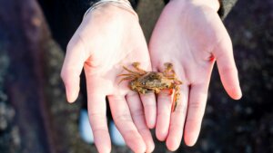 Small brown crab held in two open hands against a blurred outdoor background